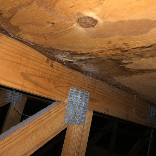 Mold Inspection in West Palm Beach, Florida
